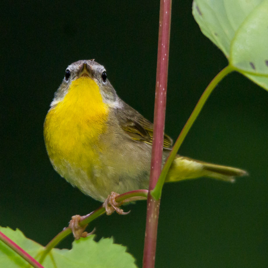 Gallery of my \"proper photos\"- NH warbler research